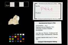 Foto (Objekt + Etikett) von Gastrosacus eminens (Blaschke, 1911)  (NHMW-GEO-2014-0194-0921)